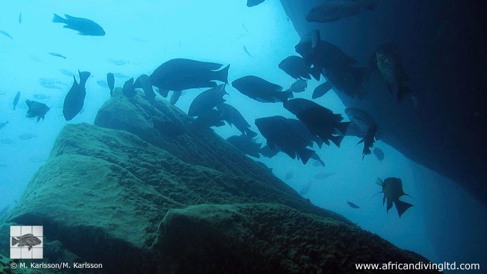 Petrochromis sp. 'blue giant' Cape Mpimbwe